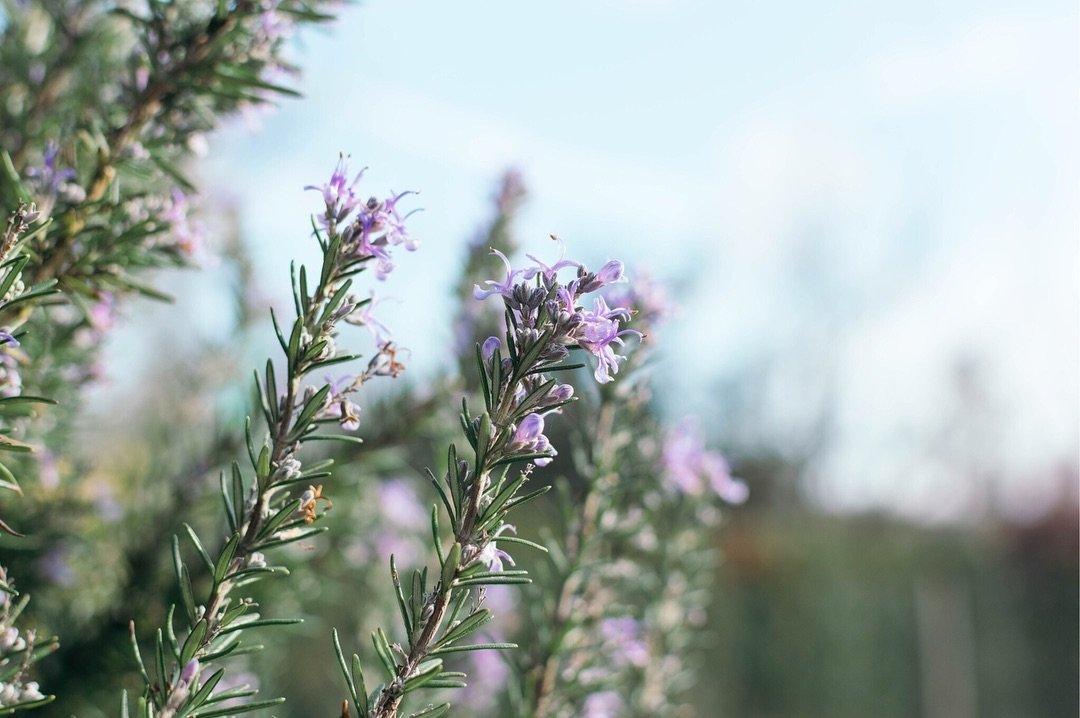 Fleurs